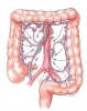 Colon, rectum and anus_18
