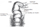 Colon, rectum and anus_20