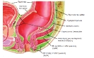 Colon, rectum and anus_21