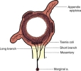 Colon, rectum and anus_3