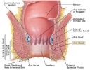 Colon, rectum and anus_41