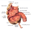 Colon, rectum and anus_5